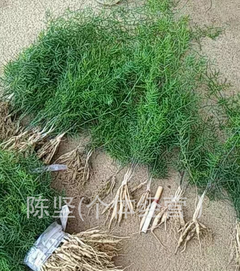 天門(mén)冬種子適合貴州 四川 云南 兩廣種植三代大小天冬種子