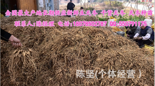 產(chǎn)地常年大量供應(yīng)新鮮天門冬 生天冬廣東煲燙用生天冬 原生態(tài)生 現(xiàn)