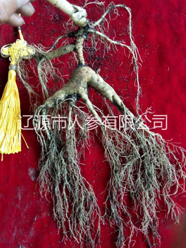 東北特產(chǎn)長(zhǎng)白山人參鮮人參干人參 東北特產(chǎn)長(zhǎng)白山參產(chǎn)品 東北特產(chǎn)長(zhǎng)白山人參產(chǎn)品