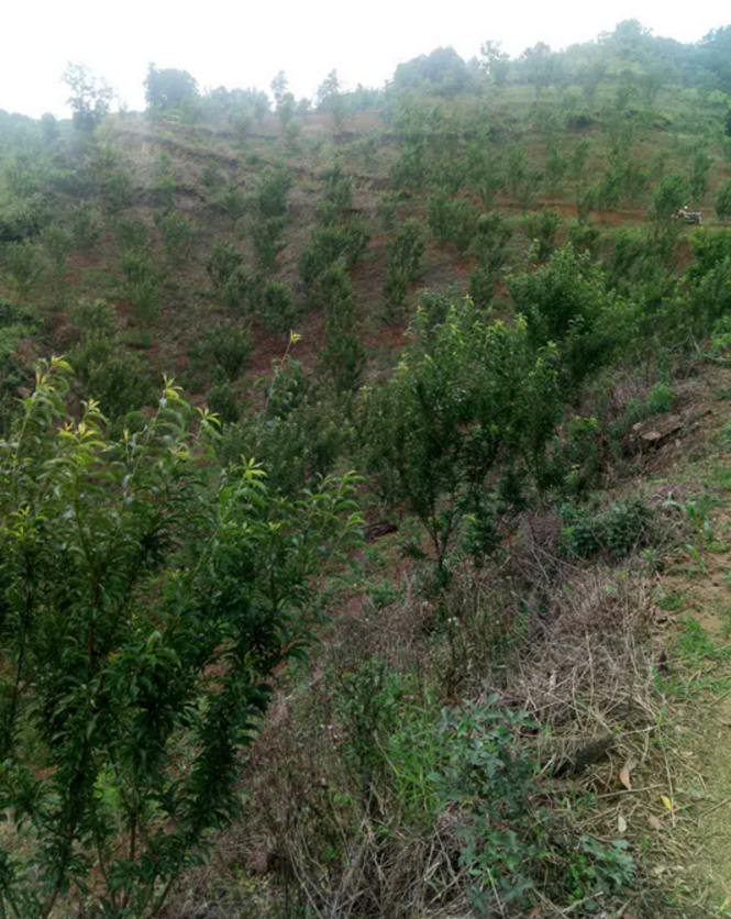 蜂糖李苗 哪里有蜂糖李苗賣 蜂糖李苗供應(yīng)廠家