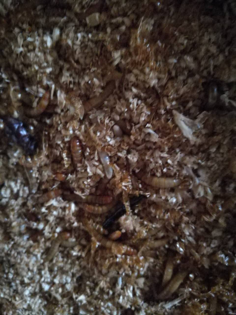 壽陽(yáng)縣黃粉蟲(chóng)銷售   黃粉蟲(chóng)養(yǎng)殖供應(yīng)