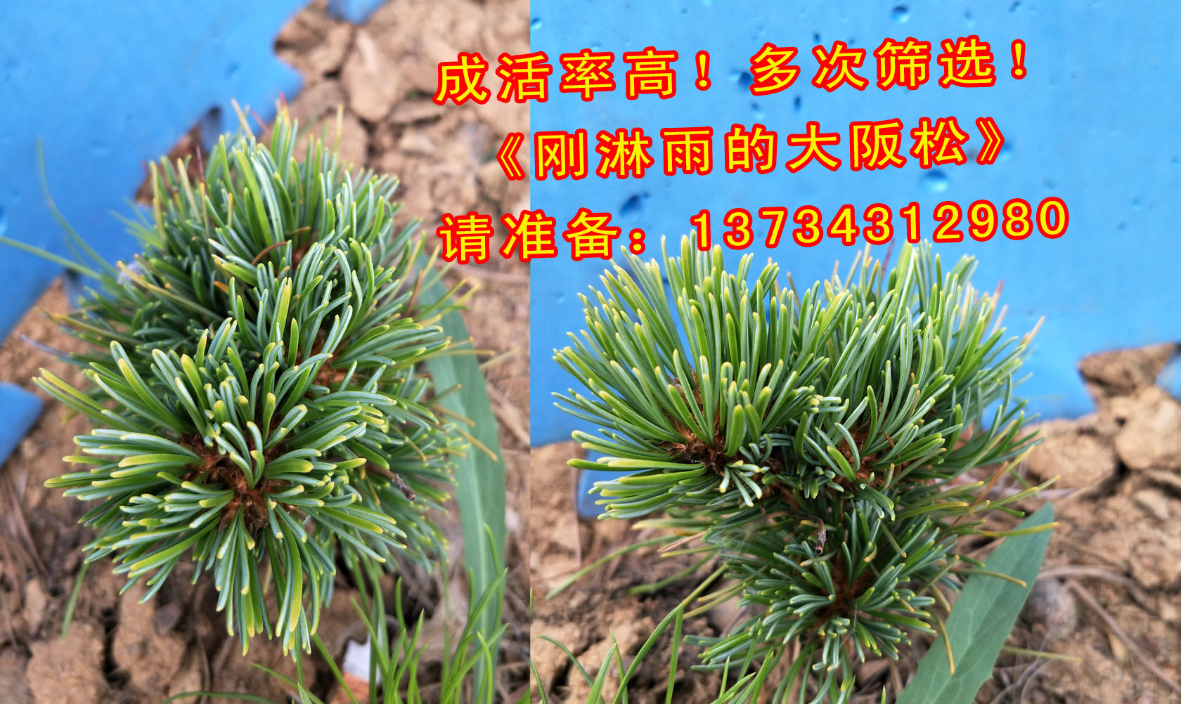 大阪松嫁接苗 大阪松盆景造型小品大阪松求購 短針嫁接大阪松日本松