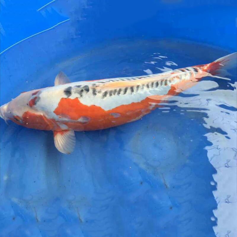 *純種*錦鯉秋翠錦鯉魚漁場直 *純種*秋翠錦鯉魚漁場直銷