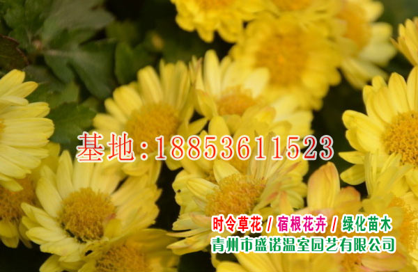 地被菊、地被菊價格，優(yōu)質(zhì)地被菊批發(fā)  地被菊基地直銷、優(yōu)質(zhì)地被菊批發(fā)、地被菊種子  青州盛諾地被菊基地，優(yōu)質(zhì)地被菊直銷、
