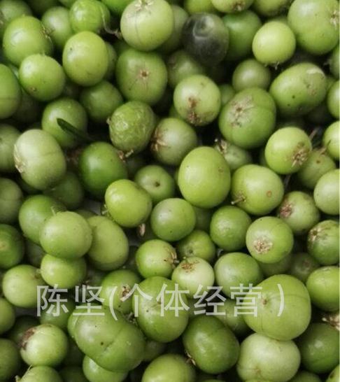 天門(mén)冬種子適合貴州 四川 云南 兩廣種植三代大小天冬種子