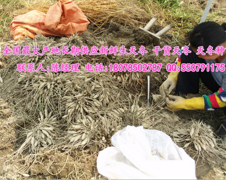 產(chǎn)地常年大量供應(yīng)新鮮天門冬 生天冬廣東煲燙用生天冬 原生態(tài)生 現(xiàn)