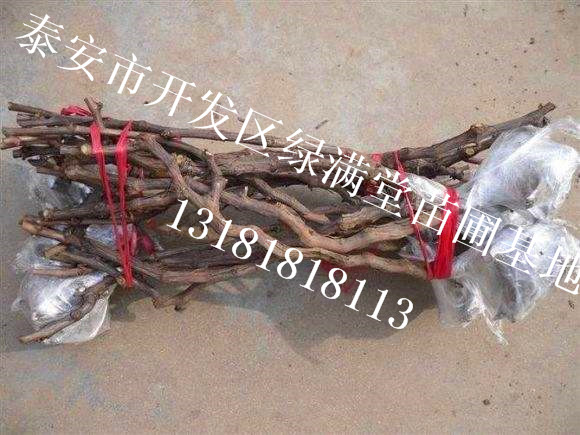 葡萄苗批發(fā)-夏黑葡萄苗怎么樣-泰安綠滿堂苗圃基地