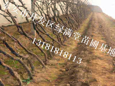 葡萄苗新品種-玫瑰香葡萄苗價(jià)格-葡萄苗種植基地-泰安綠滿堂苗圃基地