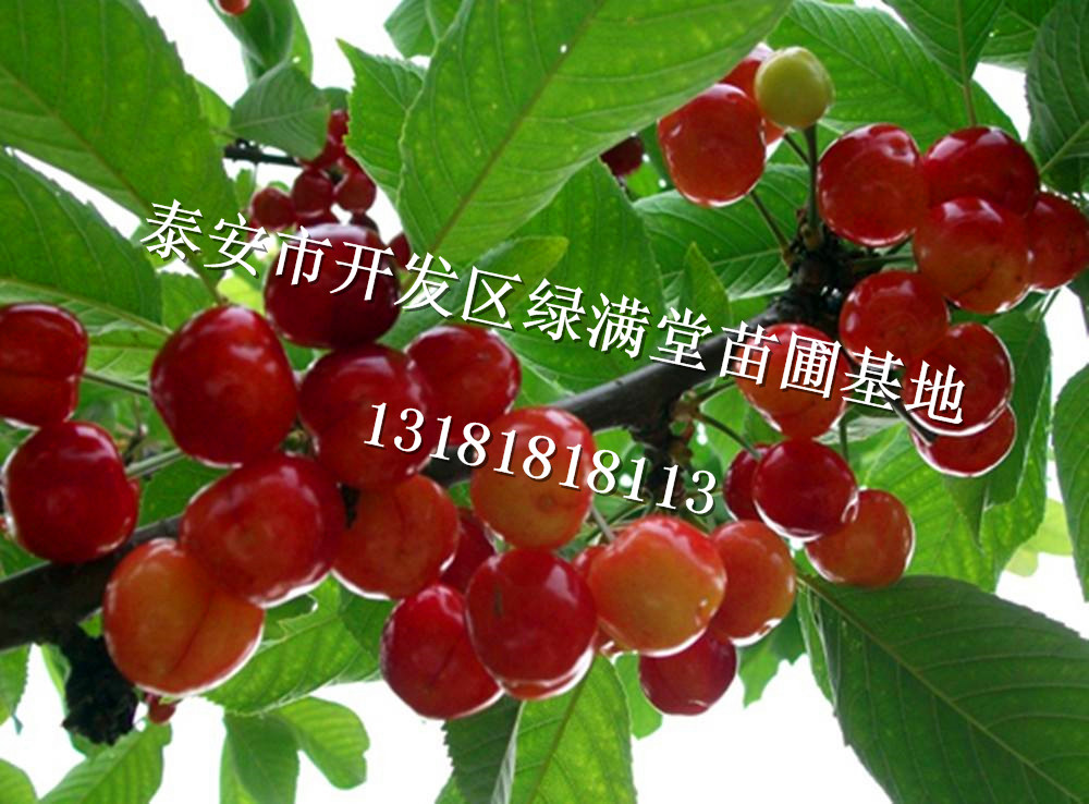 泰安市櫻桃苗哪里便宜、早大果櫻桃苗批發(fā)商-泰安綠滿堂苗圃基地