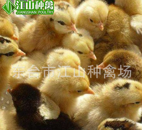長(zhǎng)期專業(yè)批發(fā)自養(yǎng)高產(chǎn)高質(zhì)量柴雞苗 脫溫可預(yù)售土雞苗