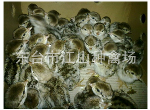 長(zhǎng)期專業(yè)批發(fā)自養(yǎng)高產(chǎn)高質(zhì)量柴雞苗 脫溫可預(yù)售土雞苗