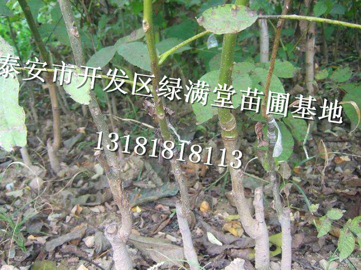 冠核一號(hào)核桃苗