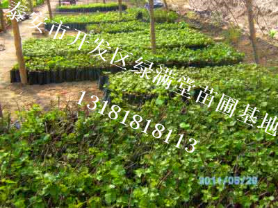 葡萄苗新品種-玫瑰香葡萄苗價(jià)格-葡萄苗種植基地-泰安綠滿堂苗圃基地