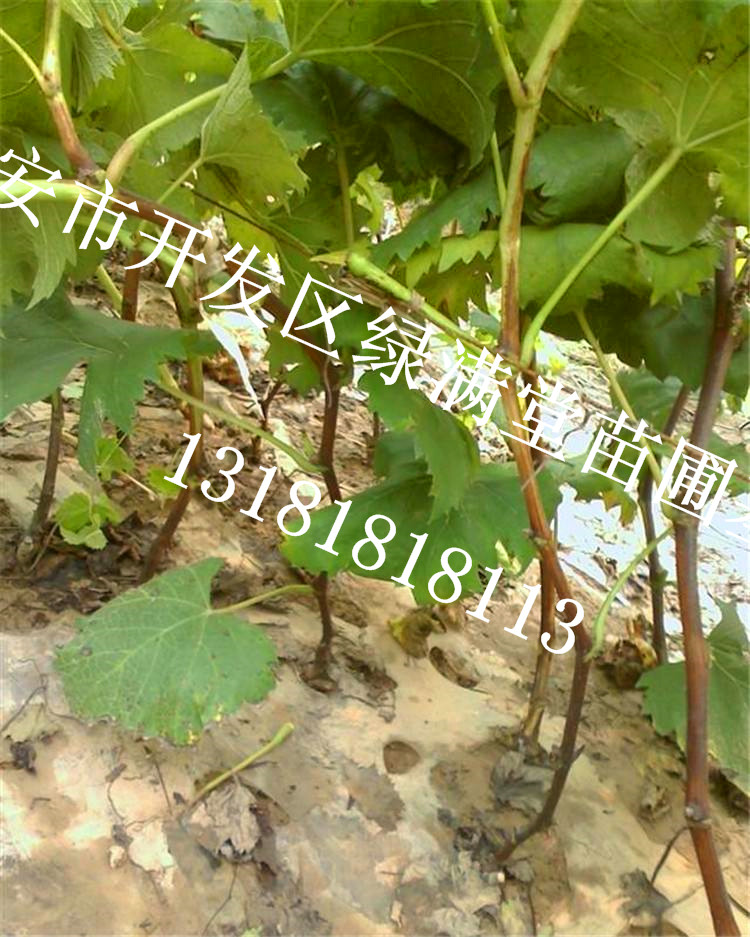 葡萄苗批發(fā)-夏黑葡萄苗怎么樣-泰安綠滿堂苗圃基地
