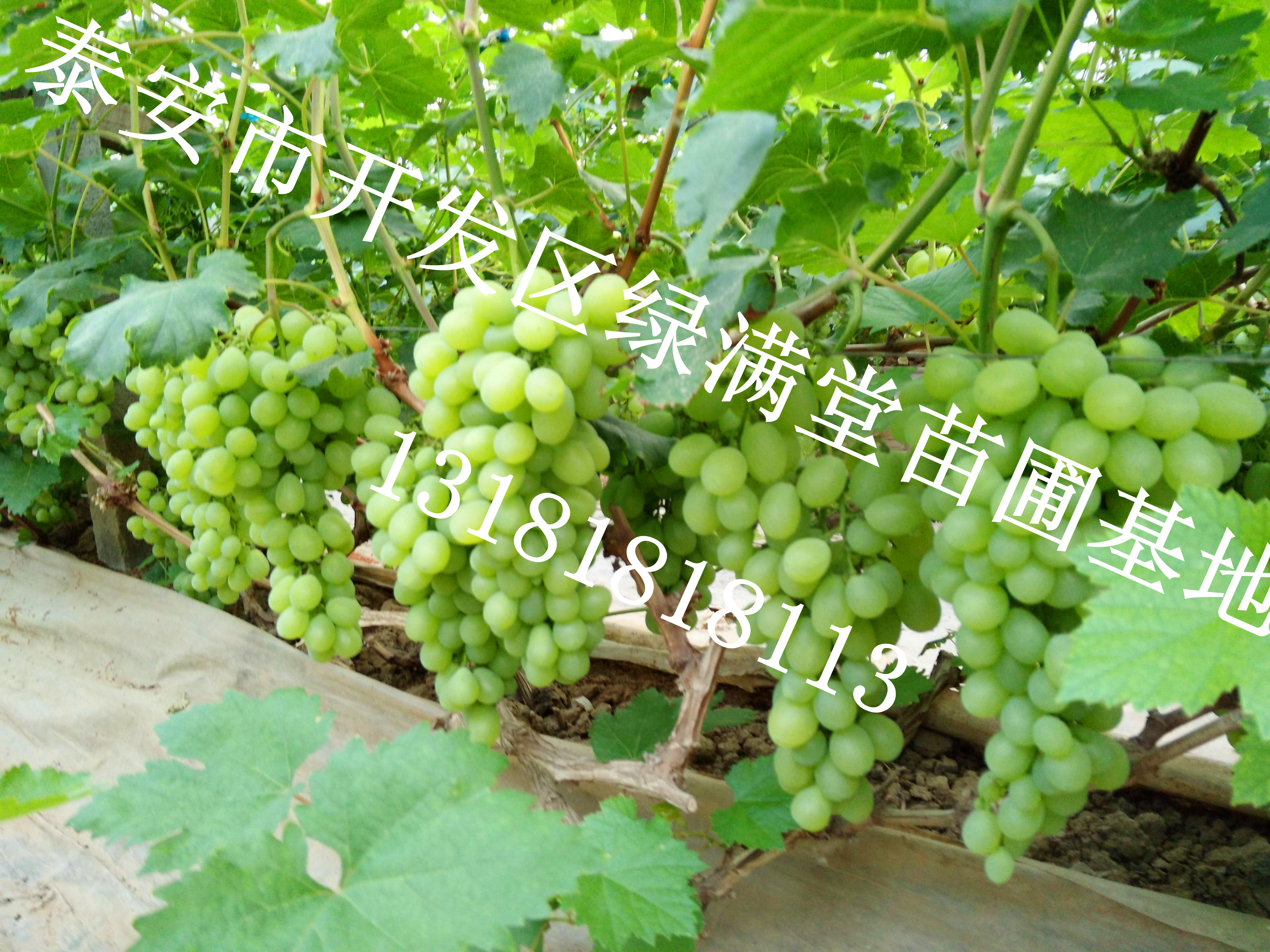 葡萄苗新品種-玫瑰香葡萄苗價(jià)格-葡萄苗種植基地-泰安綠滿堂苗圃基地