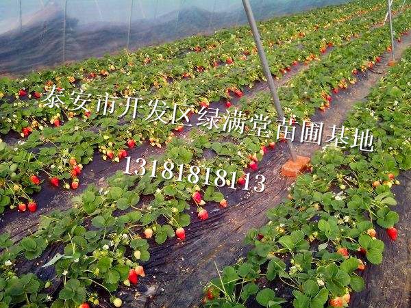 山東法蘭地草莓苗種植企業(yè)-草莓苗百科