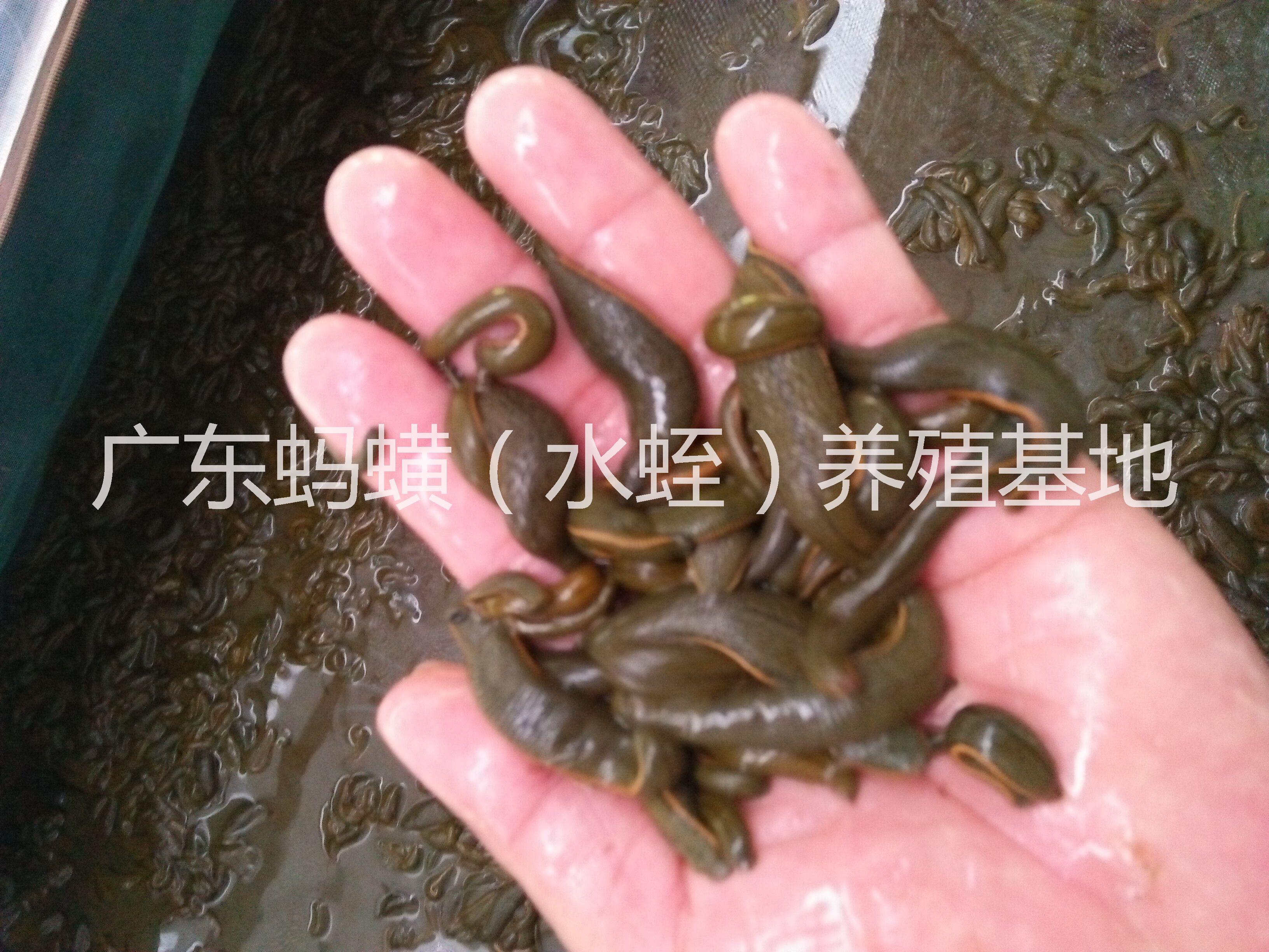 吸血醫(yī)用水蛭螞蟥@醫(yī)用水蛭螞蟥@醫(yī)用吸血水蛭螞蟥@醫(yī)用水蛭螞蟥