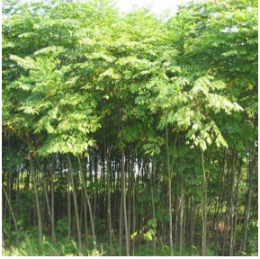 廣東黃花梨苗黃花梨苗 黃花梨苗批發(fā)價格黃花梨苗哪里有黃花梨苗批發(fā)