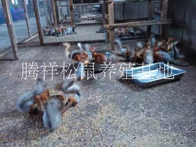 *魔王*批發(fā)零售哪里有賣魔王*幼鼠