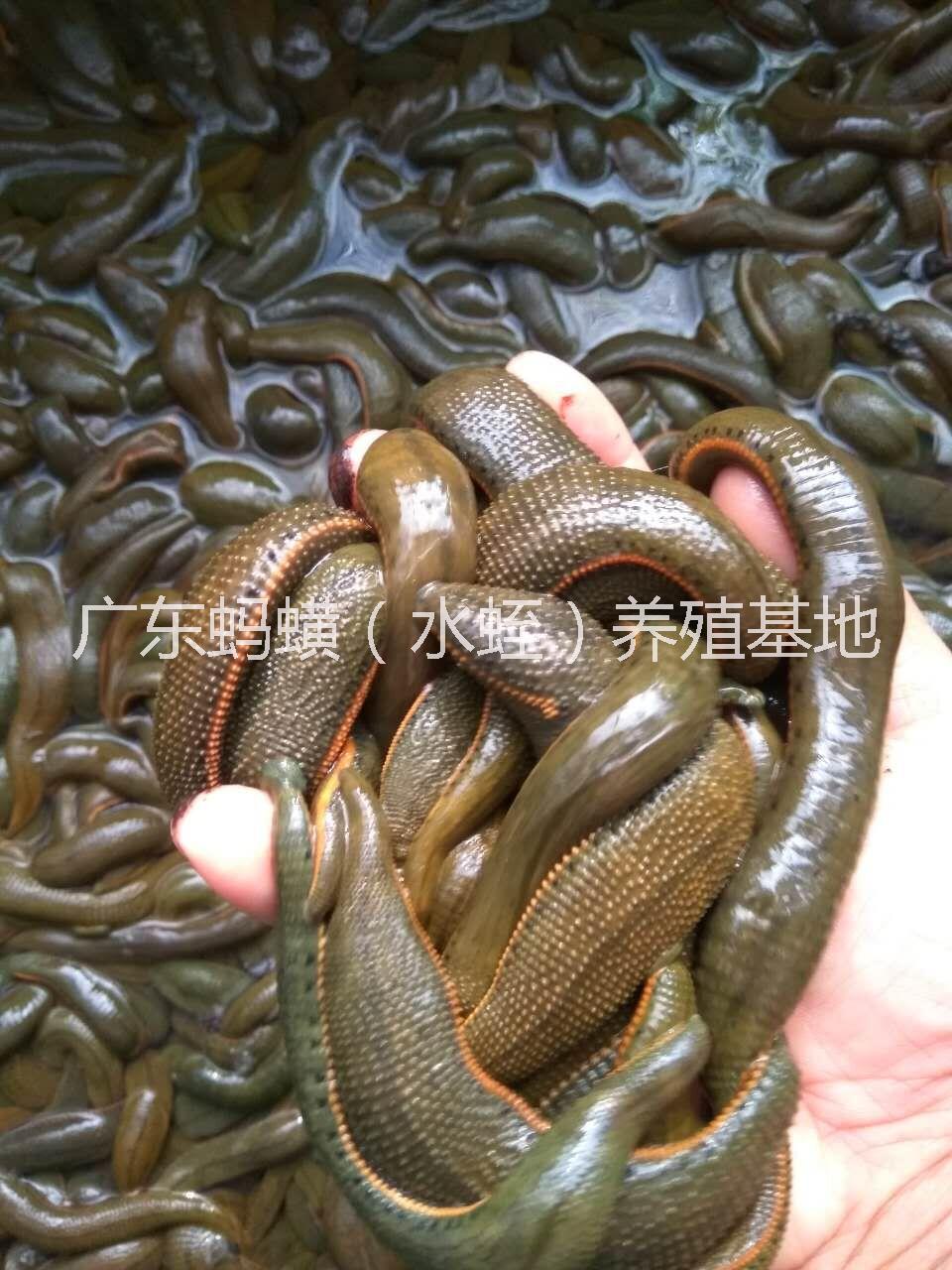 全國水蛭螞蟥養(yǎng)殖技術(shù)/水蛭種苗技術(shù)/加盟水蛭螞蟥養(yǎng)殖技術(shù)/水蛭/水蛭螞蟥/螞蟥