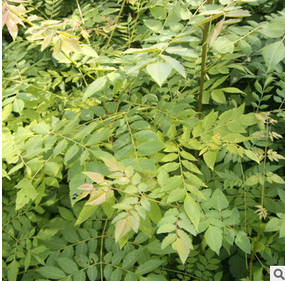 廣東黃花梨苗黃花梨苗 黃花梨苗批發(fā)價格黃花梨苗哪里有黃花梨苗批發(fā)