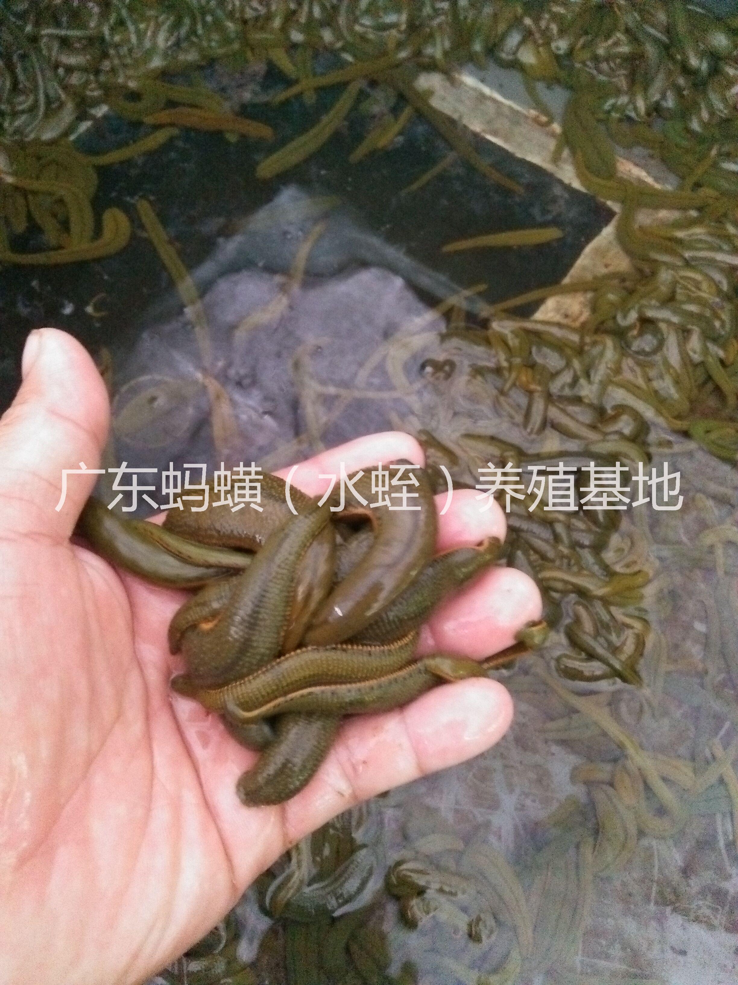 吸血醫(yī)用水蛭螞蟥@醫(yī)用水蛭螞蟥@醫(yī)用吸血水蛭螞蟥@醫(yī)用水蛭@醫(yī)用