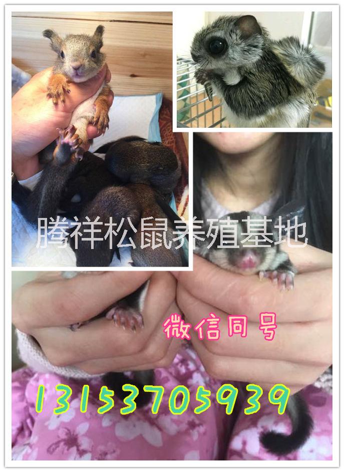 魔王*飼養(yǎng)*好養(yǎng)嗎哪里有賣*的