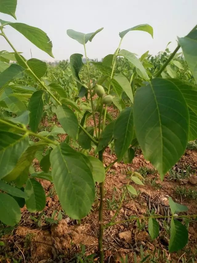 核桃苗 薄皮核桃苗 冠核一號(hào) 冠核一號(hào)早實(shí)矮化核桃苗 短枝結(jié)果 產(chǎn)量高