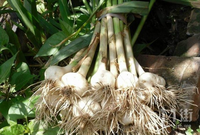 大蒜 永年大蒜 河北大蒜