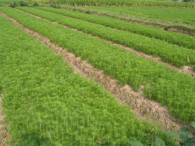 造林樹苗 哪里有造林樹苗賣 造林樹苗價(jià)格 造林樹苗供應(yīng)商 重慶造林樹苗怎么種 重慶造林樹苗價(jià)格 重慶造林樹苗種植基地 重