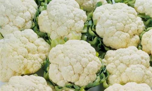 菜花 花菜 菜花 花菜 邯鄲花菜