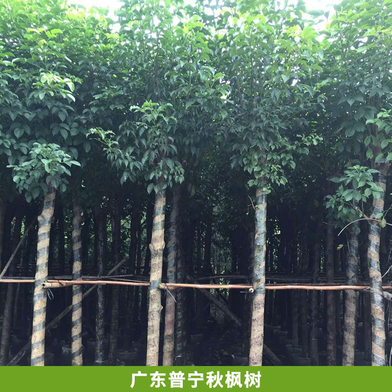 供應(yīng)藍(lán)花楹小苗20至150公分，藍(lán)花楹小苗價(jià)格，藍(lán)花楹小苗批發(fā) 廣東供應(yīng)藍(lán)花楹小苗基地