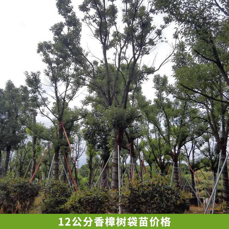 苗圃直銷 香樟樹，截桿樹袋苗， 12公分香樟樹袋苗價格 供應(yīng)12公分香樟樹袋苗價格 供應(yīng)香樟樹袋苗 供應(yīng)香樟樹袋苗種植基