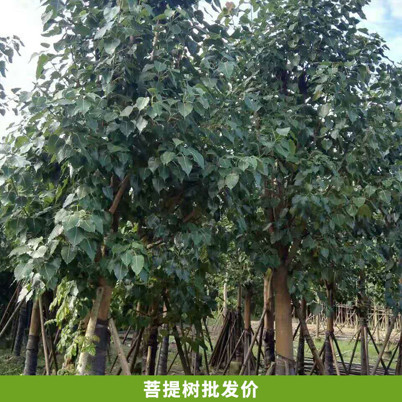 苗圃直銷  優(yōu)質(zhì)菩提樹  工程綠化工程苗木  規(guī)格齊全  菩提樹批發(fā)價