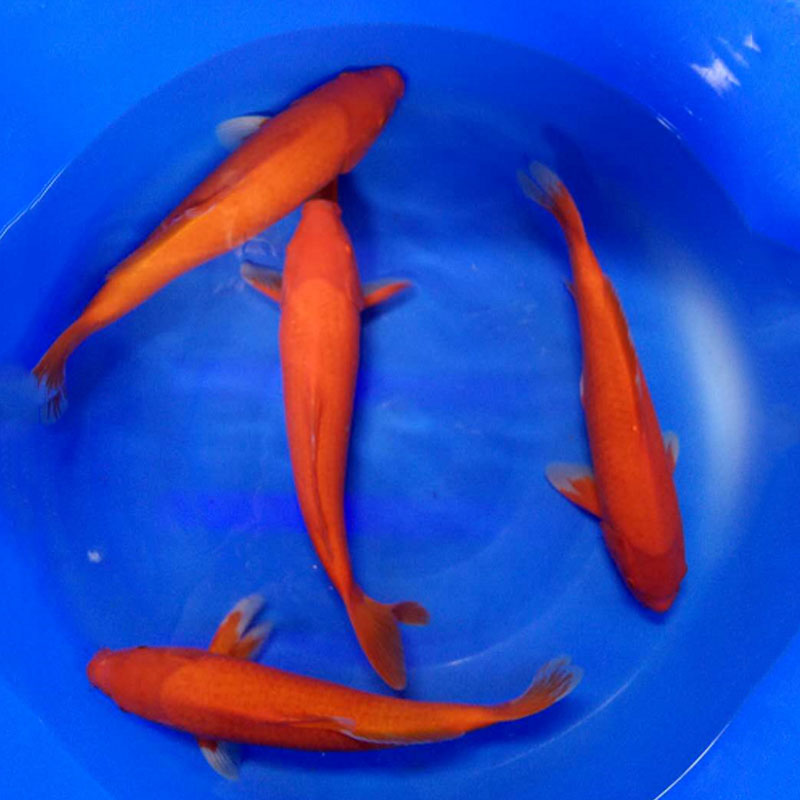 火鯉錦鯉 漁場直銷大三家錦鯉廠家直銷