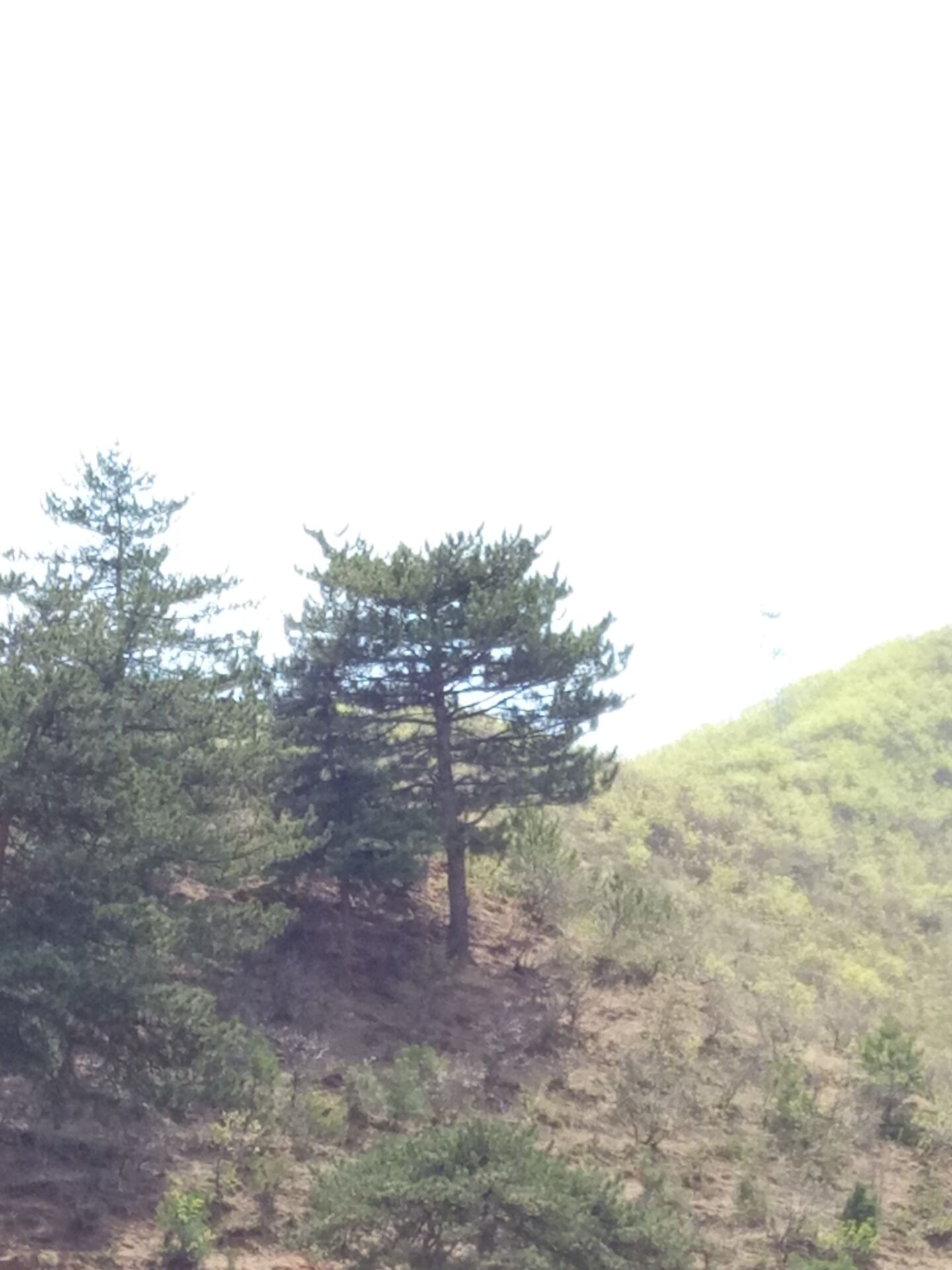 造型油松供貨商 1-10米油松批發(fā) 油松營養(yǎng)杯訂購