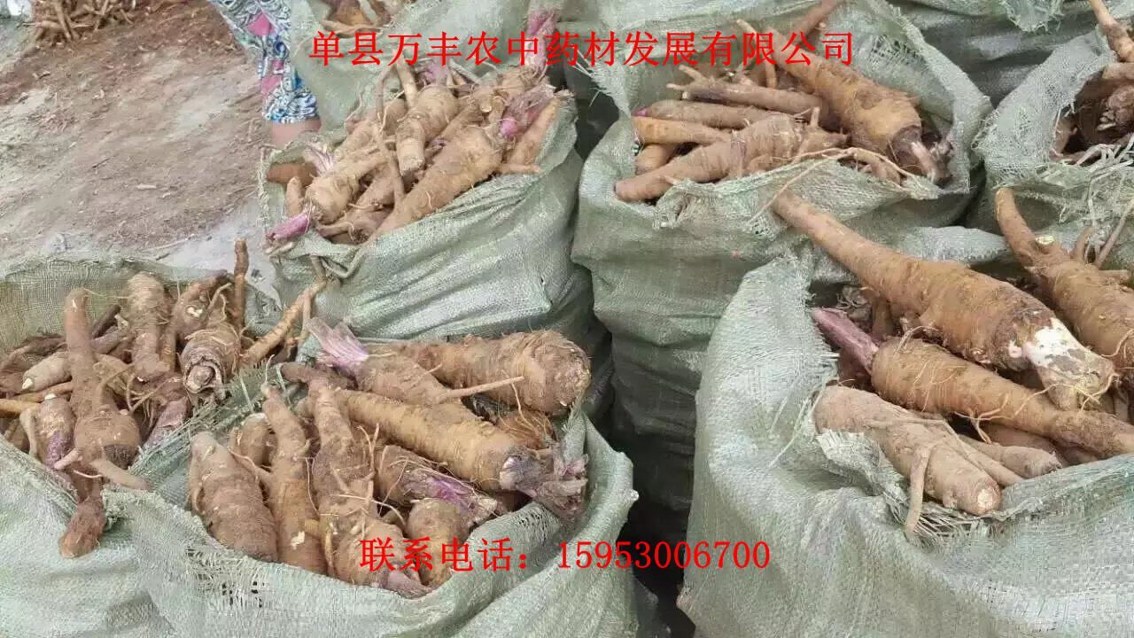 白芷種子 白芷種子 *