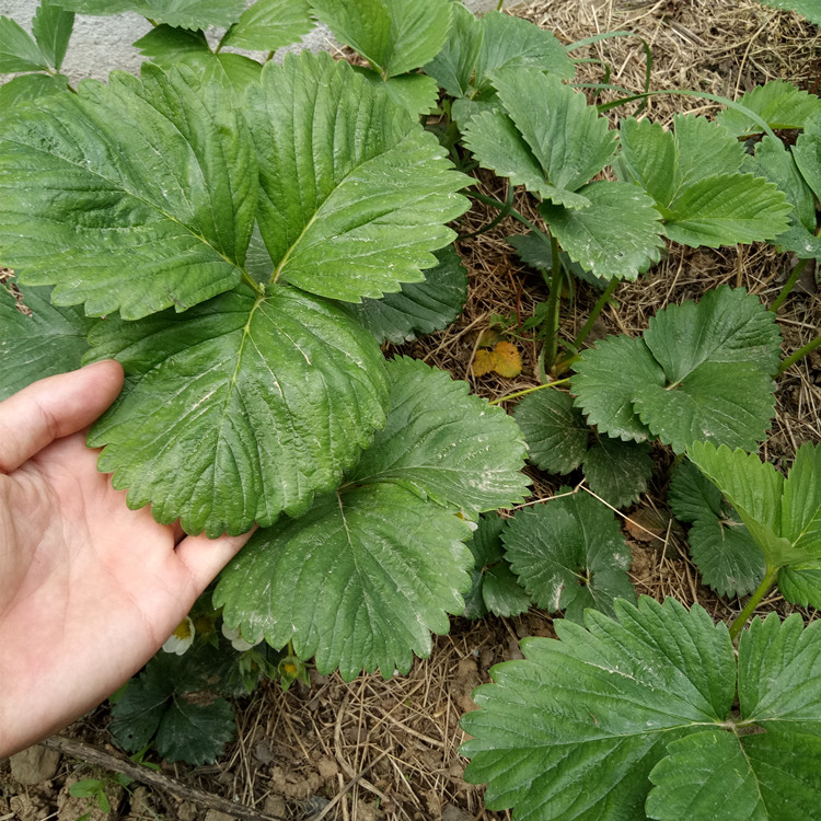 泰安市草莓苗種植銷售 草莓苗品種 奶油草莓苗批發(fā)