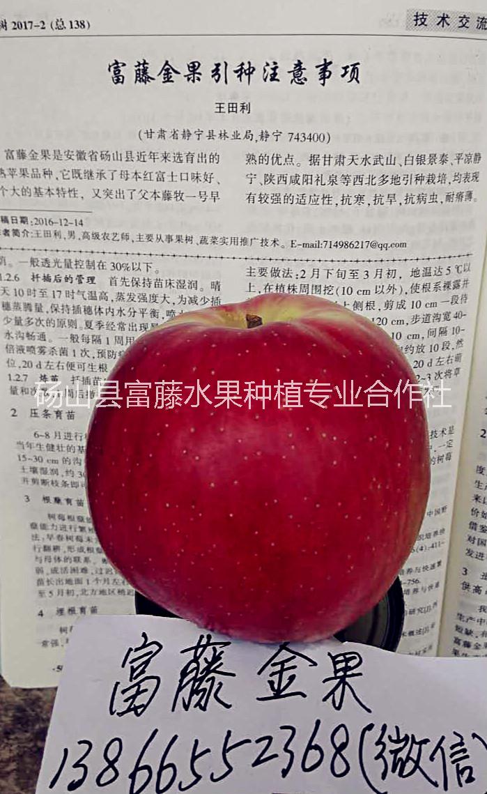 富藤蘋果 富藤蘋果樹苗 富藤蘋果批發(fā) 富藤蘋果價格 富藤蘋果供應(yīng) 富藤蘋果樹苗供應(yīng)