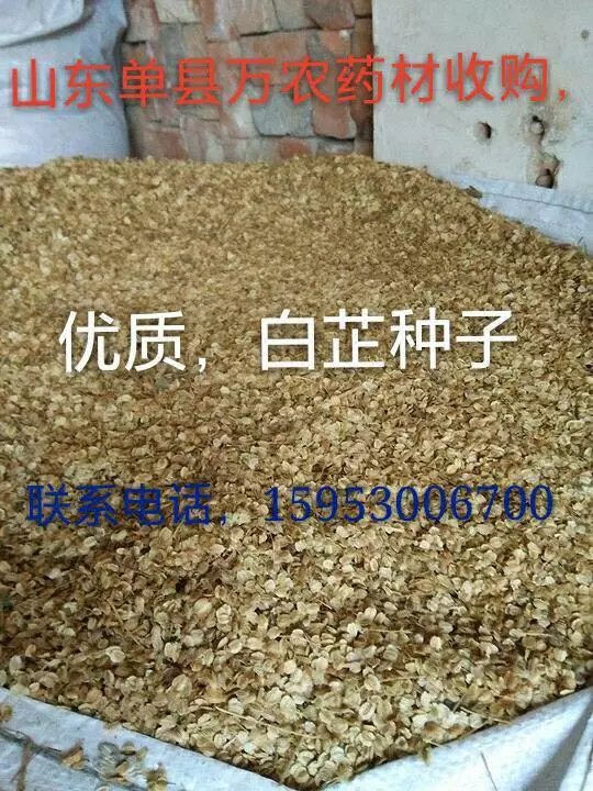 白芷種子 白芷種子 *