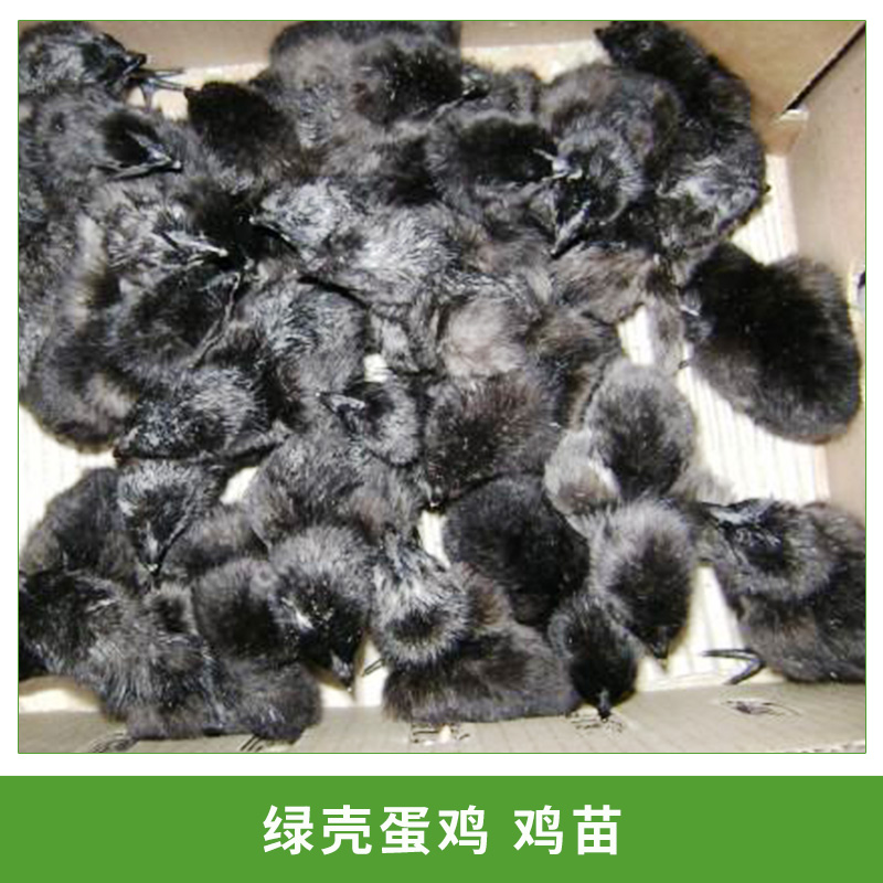 綠殼蛋雞苗 五黑雞 江西綠殼蛋雞雞苗 東鄉(xiāng)綠殼蛋雞苗純種