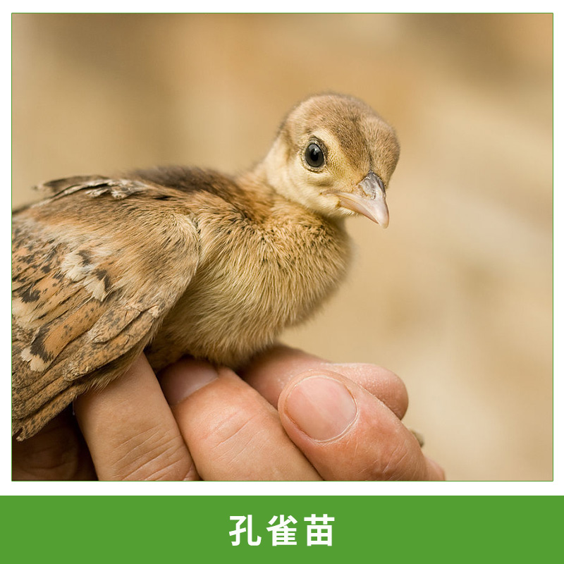 熱銷高存活*苗**活體觀賞鳥*種苗批發(fā)包郵包活