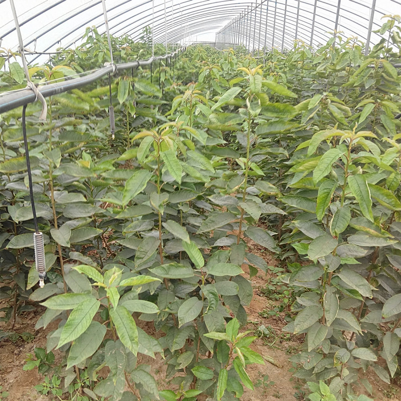 泰安市櫻桃苗種植銷售   櫻桃種植技術(shù) 矮化櫻桃苗批發(fā)基地 大櫻桃樹苗