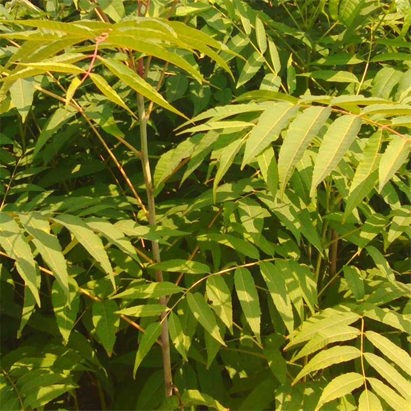 香椿小苗  大棚香椿樹(shù)苗供應(yīng)批發(fā) 北京四川濰坊山東河北陜西香椿苗哪里有賣(mài)的