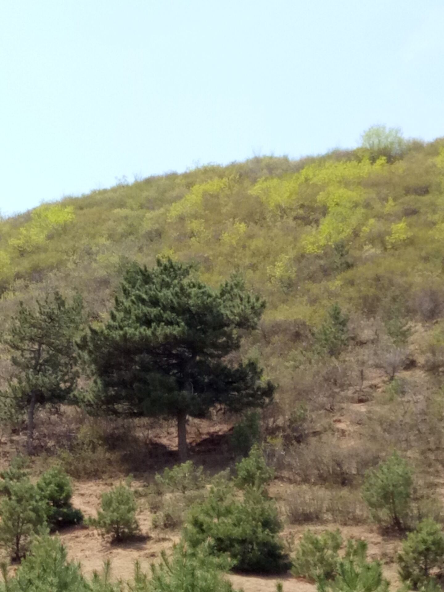 造型油松供貨商 1-10米油松批發(fā) 油松營養(yǎng)杯訂購