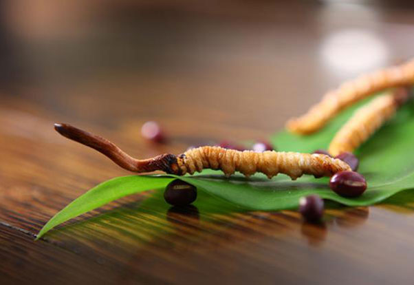 冬蟲夏草批發(fā)|廣東冬蟲夏草|冬蟲