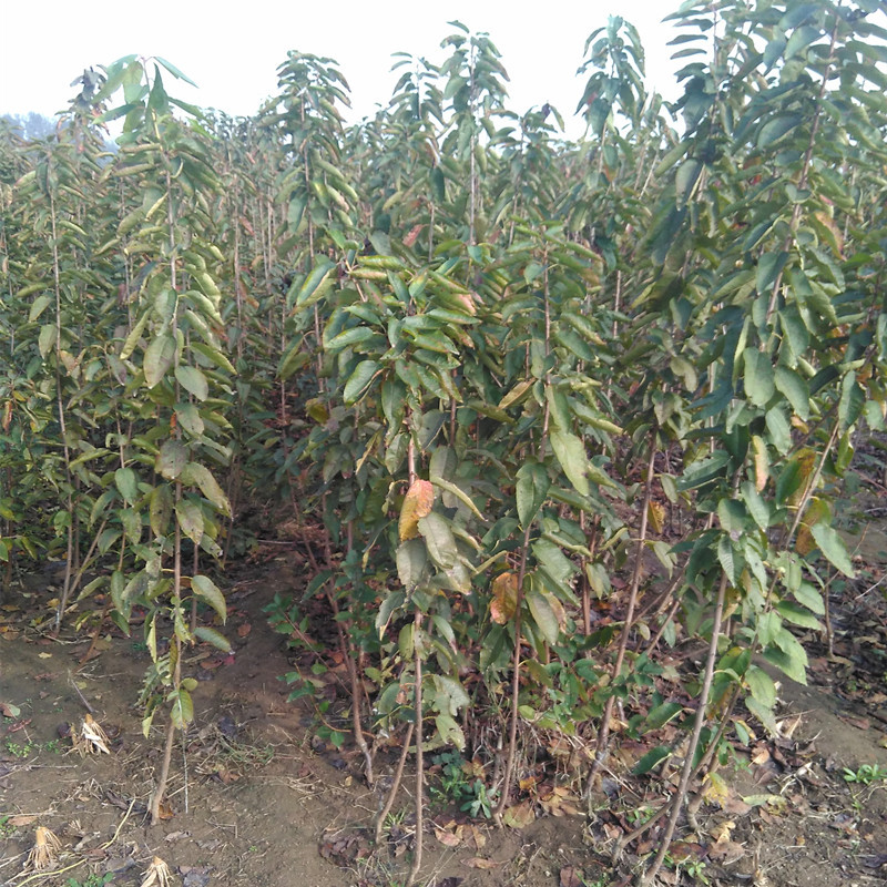 矮化櫻桃苗 吉塞拉櫻桃苗 泰安櫻桃樹苗種植管理技術 1公分2公分3公分5公分櫻桃樹苗出售