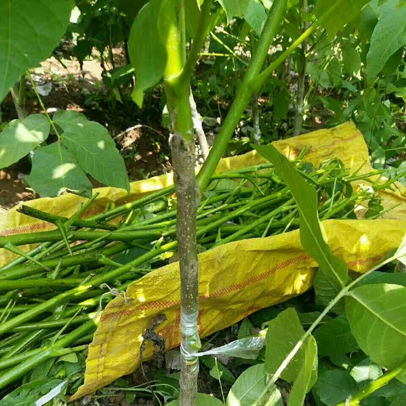 泰安市核桃苗種植銷售    核桃苗的種植技術(shù) 哪里出售核桃樹苗