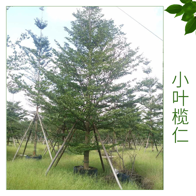 小葉欖仁批發(fā) *細(xì)葉欖仁 小葉欖仁 園林綠化苗木 庭院風(fēng)景樹(shù) 歡迎來(lái)電訂購(gòu)