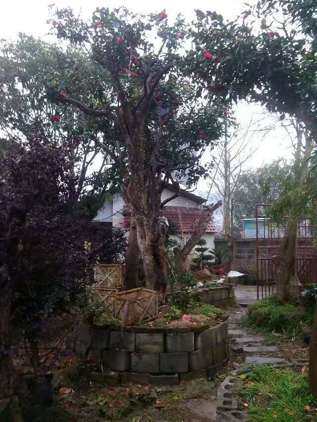 供應茶花樹樁、茶花樹樁產(chǎn)地、茶花樹樁價格